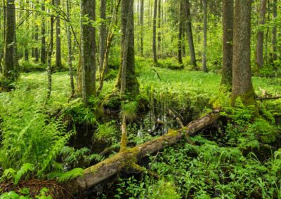 Depuis 2022 – Faire renaître une forêt primaire en Europe de l’Ouest – ASSOCIATION FRANCIS HALLÉ