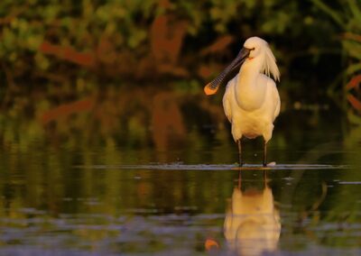 2021-2022 – Faire découvrir les beautés de la faune et de la flore des bords de Loire – SOS LOIRE VIVANTE