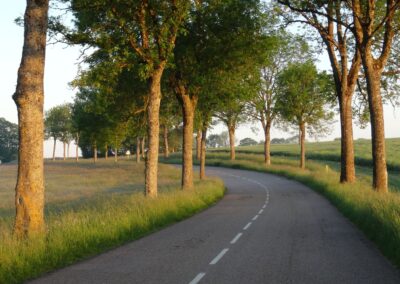 Depuis 2022 – Protéger et valoriser les allées d’arbres en France – ALLÉES AVENUES