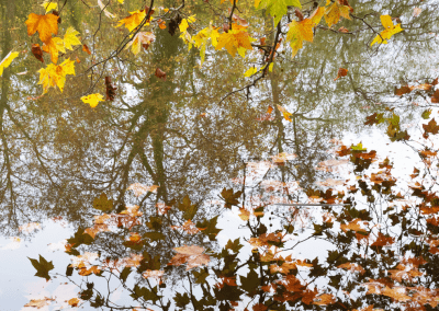 Depuis 2023 – Inventorier et conserver les forêts militaires à caractère patrimonial en Grand-Est  – LORRAINE NATURE ENVIRONNEMENT