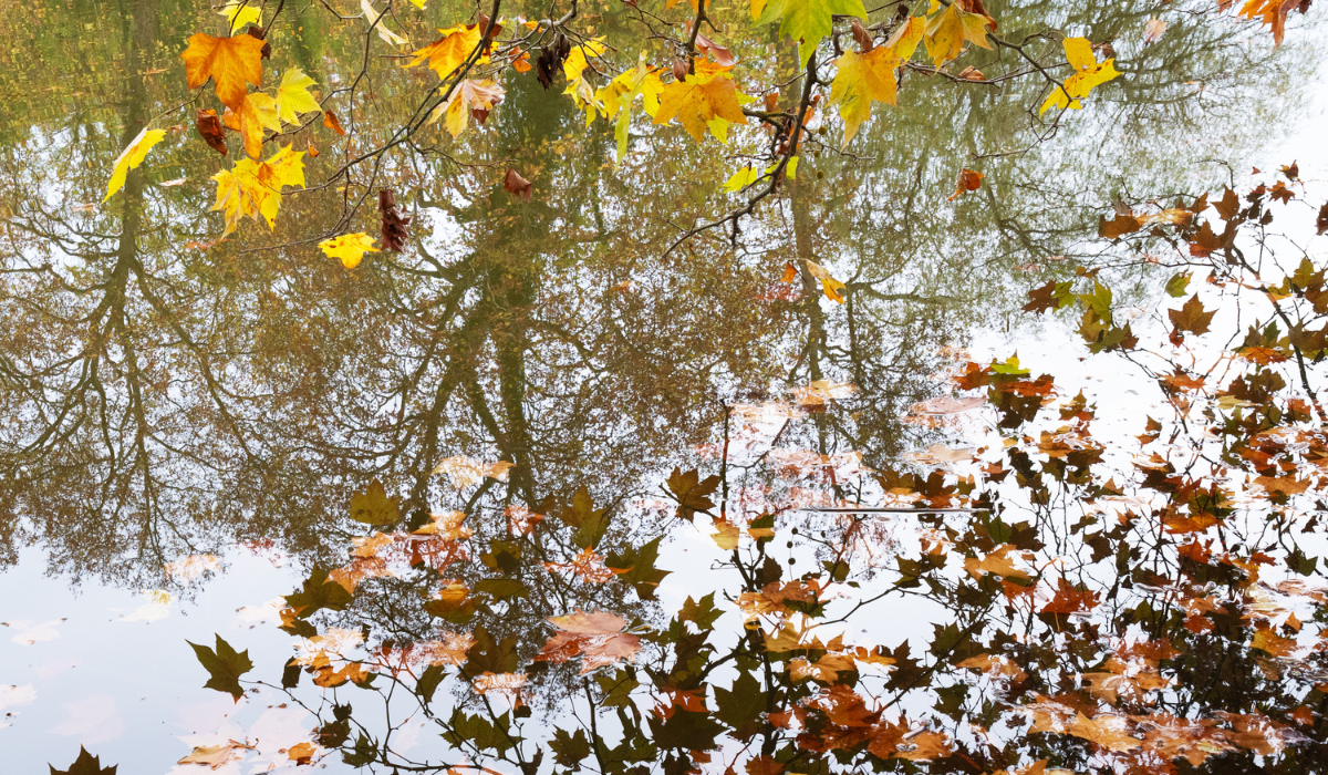 Depuis 2023 – Inventorier et conserver les forêts militaires à caractère patrimonial en Grand-Est  – LORRAINE NATURE ENVIRONNEMENT