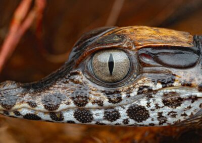 Bourse SEF-IRIS 2023 : Établir un état des lieux de la biodiversité du parc national Yasuni en Équateur – ATHÉRIS