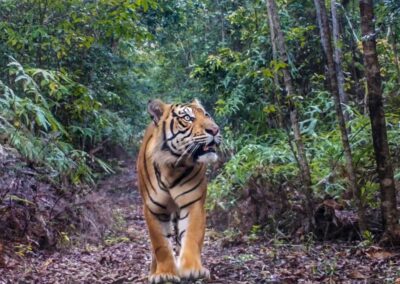 2022-2024 – Sauvegarder la biodiversité en Indonésie en protégeant la forêt – KALAWEIT