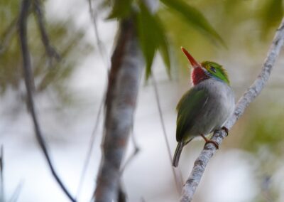 Depuis 2022 – Inventorier la biodiversité de la faune de Cuba grâce à la biophonie – MUSÉUM NATIONAL D&rsquo;HISTOIRE NATURELLE