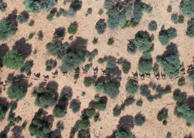 Bourse SEF-IRIS 2022 : Étudier la faune dans le désert du Kalahari grâce à des éco-patrouilles à dromadaires – TERRA DESERTA