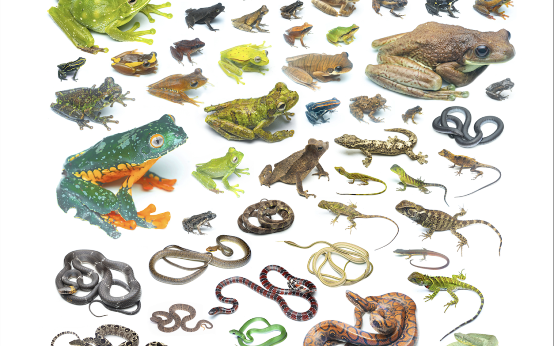 Près de 140 espèces d&rsquo;amphibiens et reptiles recensées lors de l&rsquo;expédition en Équateur