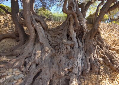 Depuis 2015 – Favoriser la sauvegarde et les recherches sur les arbres remarquables de France – A.R.B.R.E.S