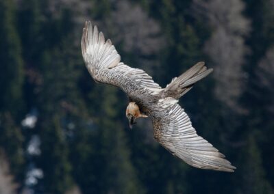 2019-2024 – Réensauvager le Vercors pour une nature en libre évolution – ASPAS
