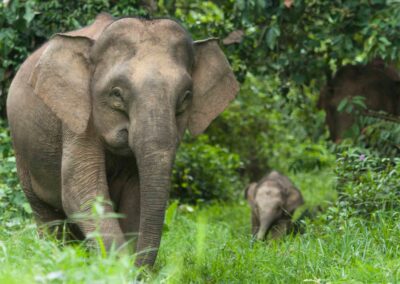 Depuis 2023 – Étudier et conserver les habitats menacés et les espèces sauvages à Bornéo – HUTAN