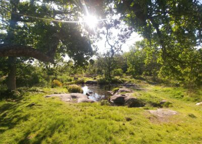 2023 – Restaurer et créer de petites zones humides en Ile-de-France – SOCIETE NATIONALE DE PROTECTION DE LA NATURE