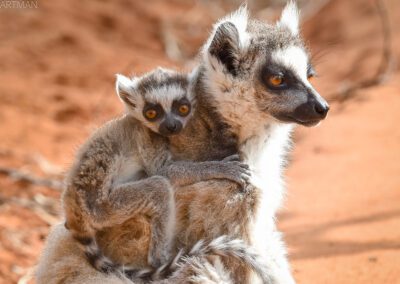 2015-2017 – Protéger les lémuriens de Madagascar  – UICN