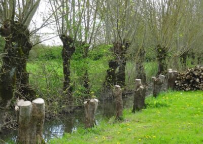 2018 – Favoriser la valorisation des trognes – ASSOCIATION FRANÇAISE D&rsquo;AGROFORESTERIE