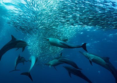2024 – Mieux comprendre le phénomène du Sardine Run au large de l&rsquo;Afrique du Sud – FONDATION 1 OCEAN
