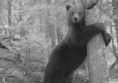 Depuis 2024 – Contribuer à la conservation des habitats de l&rsquo;ours brun dans les Pyrénées occidentales – FOND D&rsquo;INTERVENTION ÉCO PASTORAL
