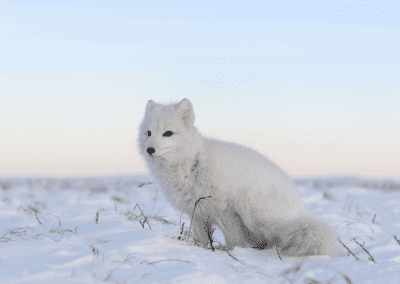 2024 – Étudier et protéger le renard arctique – MUSÉUM NATIONAL D&rsquo;HISTOIRE NATURELLE