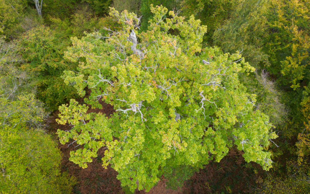 Une coalition inédite pour les forêts françaises
