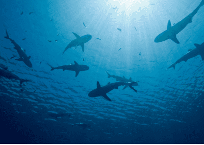 2025 – Faire progresser les droits de l’Océan et lutter contre l&rsquo;abattage des requins à la Réunion – LONGITUDE 181
