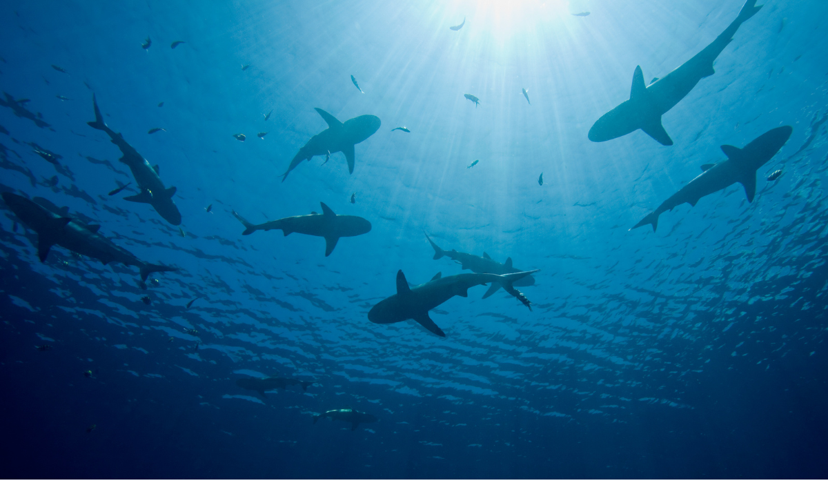 2025 – Faire progresser les droits de l’Océan et lutter contre l&rsquo;abattage des requins à la Réunion – LONGITUDE 181