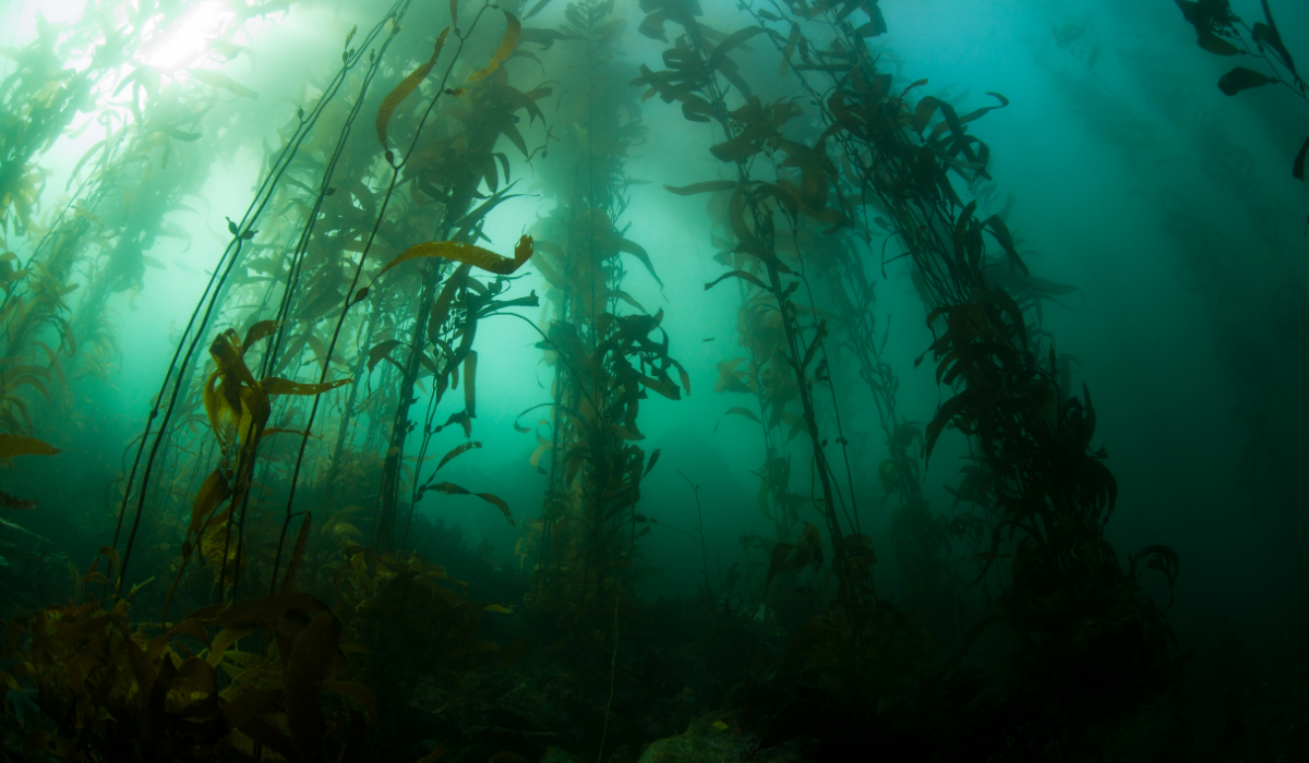 Bourse de recherche 2025 – Évaluer les mécanismes de réponses des communautés animales et végétales associées aux forêts de macroalgues – SORBONNE UNIVERSITÉ