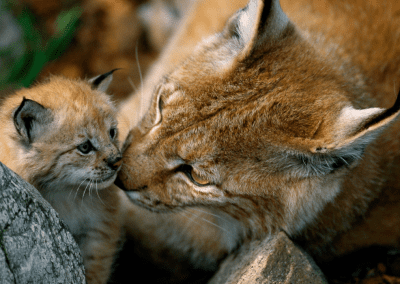 Depuis 2025 – Protéger les grands carnivores d&rsquo;Europe – WILD WONDERS FOUNDATION