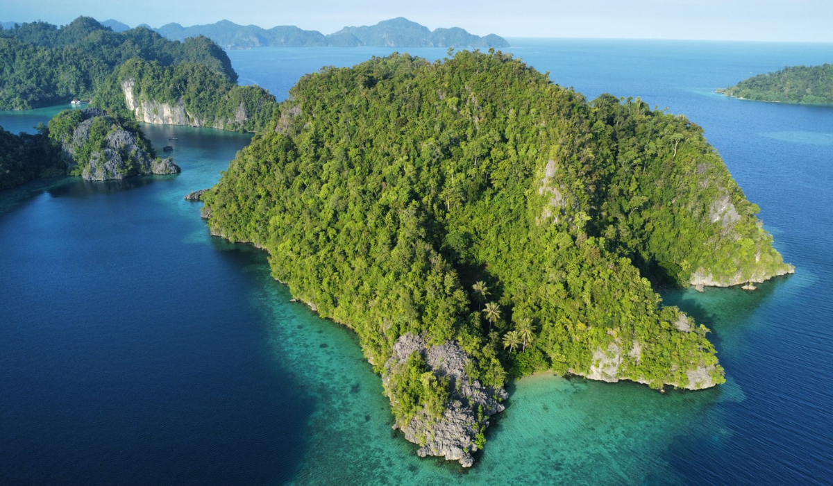 Depuis 2025 – Préserver la plus grand forêt primaire du Sulawesi en Indonésie – NATUREVOLUTION