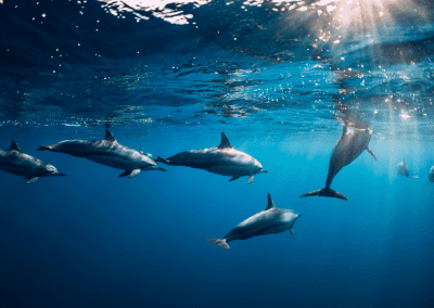 Depuis 2025 – Préserver les cétacés menacés des Petites Antilles – CARIBBEAN CETACEAN SOCIETY