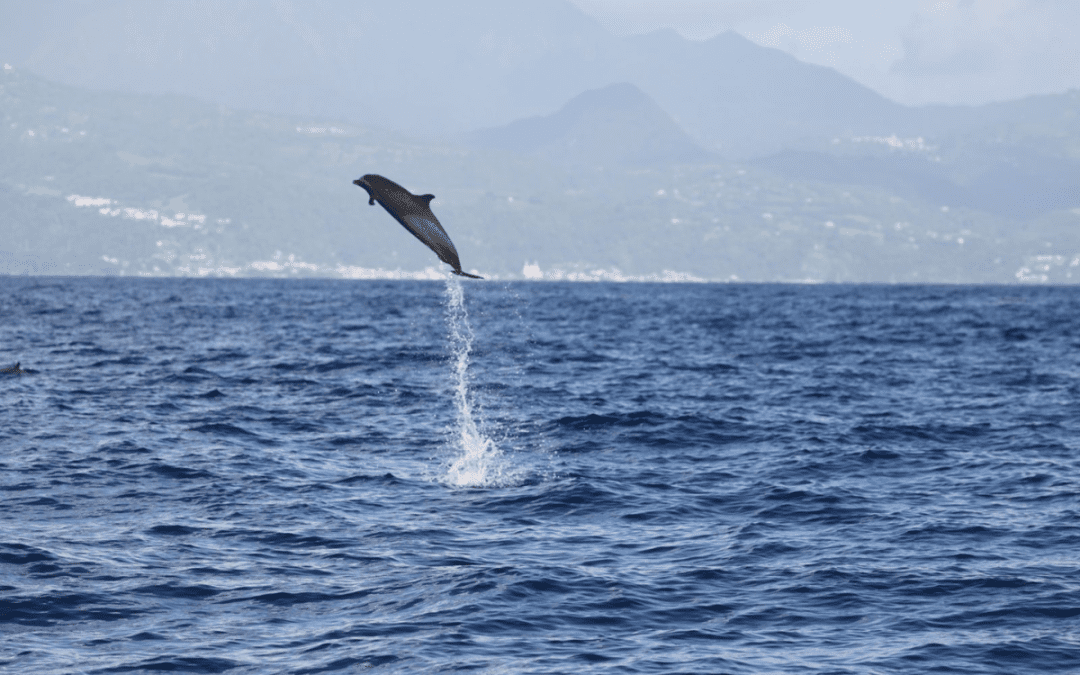 Ti Whale An Nou : nouvelle campagne d’étude des cétacés