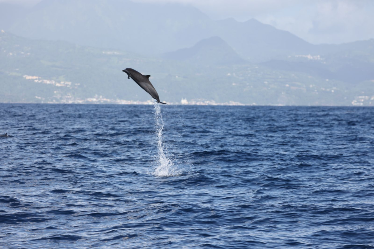 Ti Whale An Nou : nouvelle campagne d’étude des cétacés