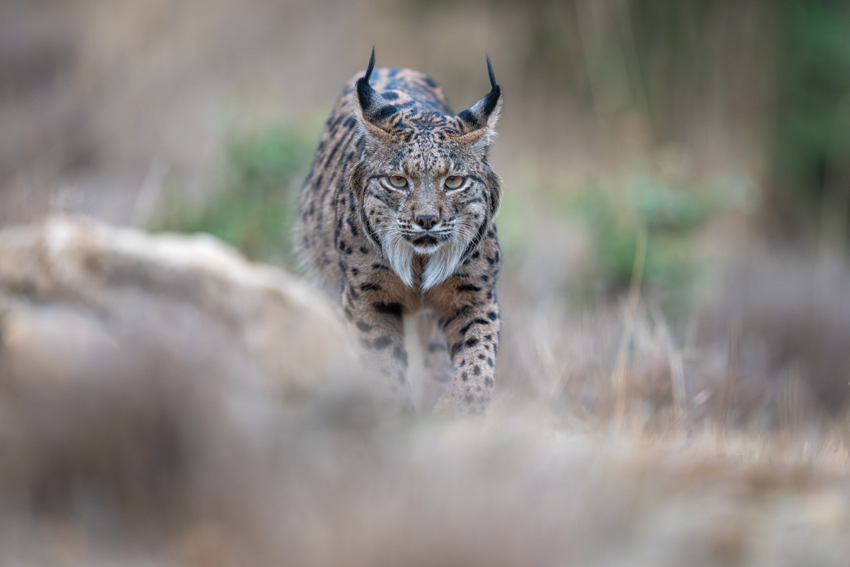 Le sauvetage réussi du lynx ibérique