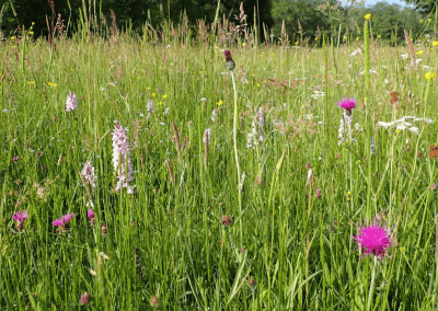 Depuis 2026 – Préserver les prairies naturelles fleuries de Loire-Atlantique – BRETAGNE VIVANTE-SEPNB