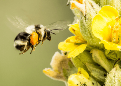 Depuis 2026 – Sauver les pollinisateurs – ARTHROPOLOGIA