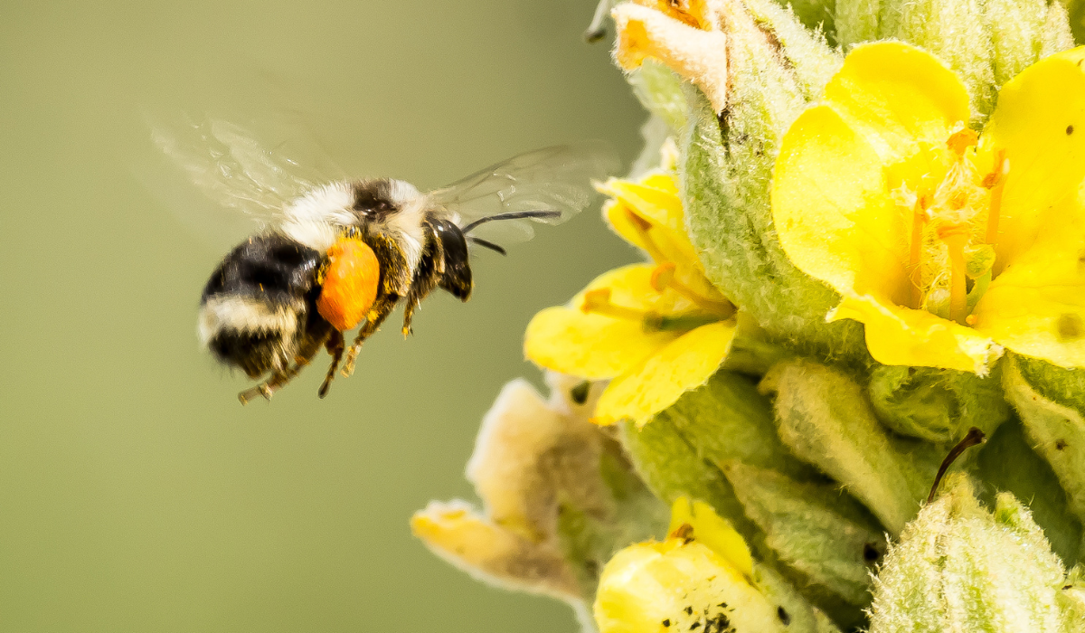 Depuis 2026 – Sauver les pollinisateurs – ARTHROPOLOGIA