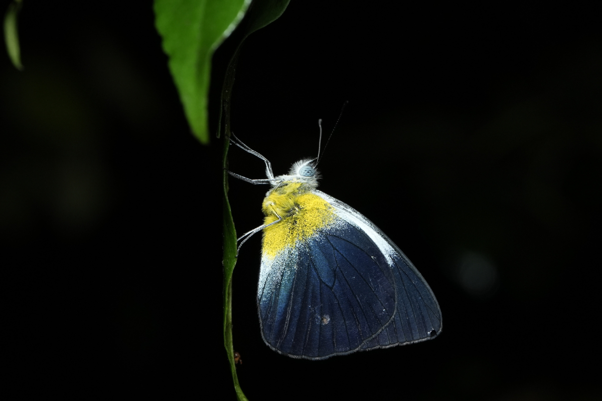 1.Projet_Mayang_Biodiv