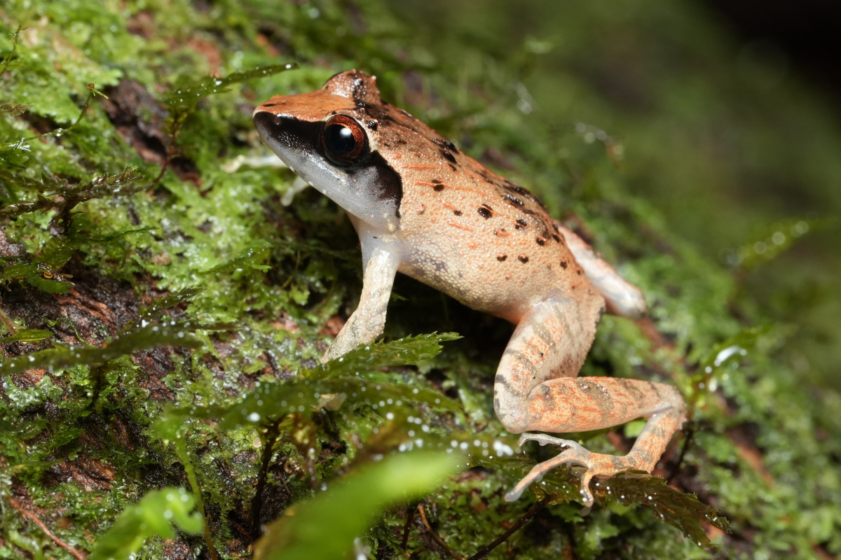 10.Projet_Mayang_Biodiv