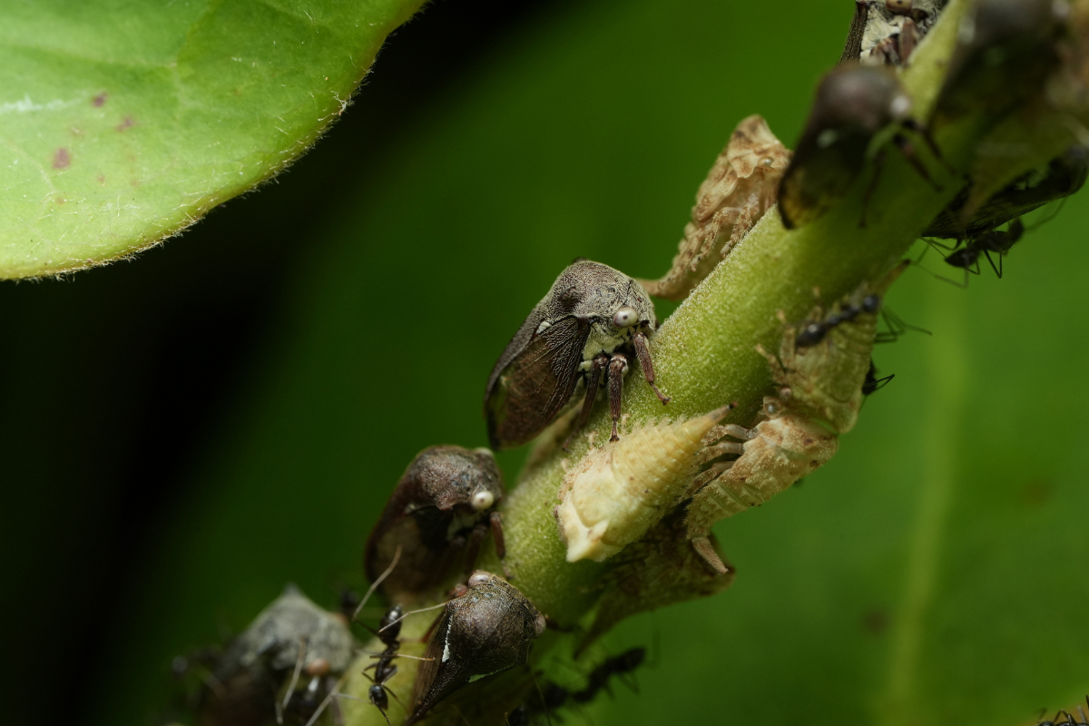 16.Projet_Mayang_Biodiv