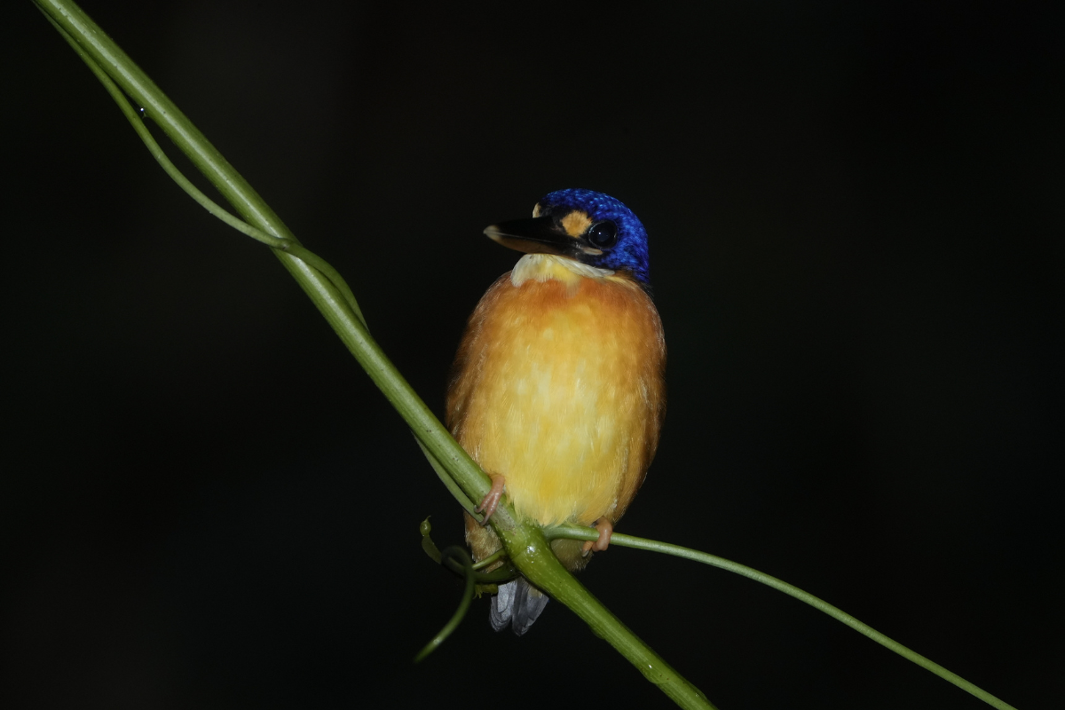 17.Projet_Mayang_Biodiv
