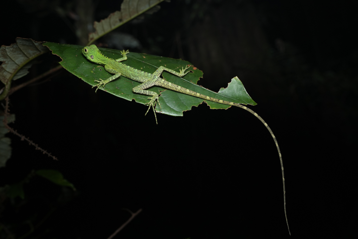 18.Projet_Mayang_Biodiv