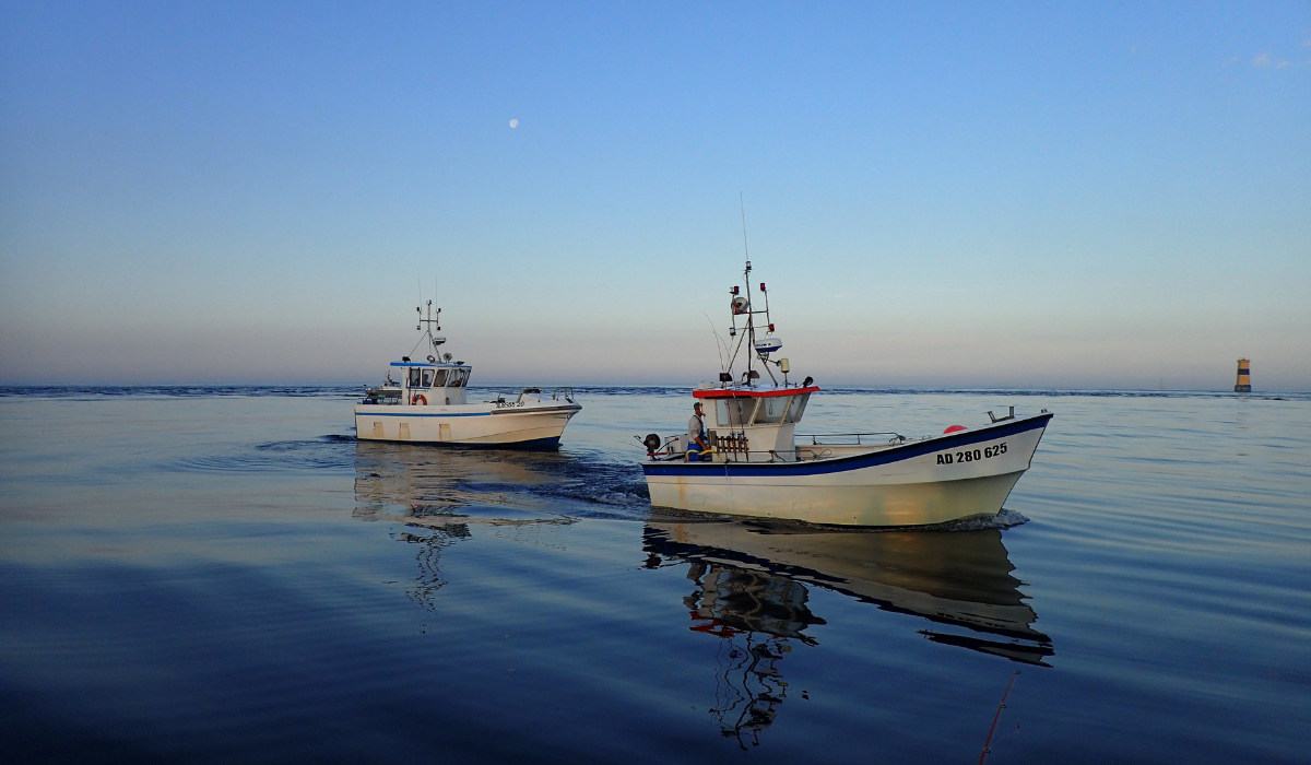 Depuis 2025 – Agir pour la gestion des pêches des espèces marines oubliées – LES LIGNEURS DE LA POINTE DE BRETAGNE