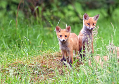 Depuis 2025 – Intégrer la protection des animaux et de la biodiversité dans la loi – CONVERGENCE ANIMAUX POLITIQUE