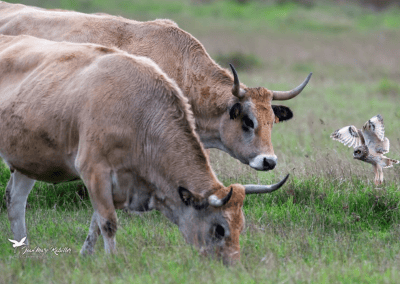 Depuis 2026 – Restaurer les zones humides dans les fermes des Pays de la Loire – LPO PAYS DE LA LOIRE