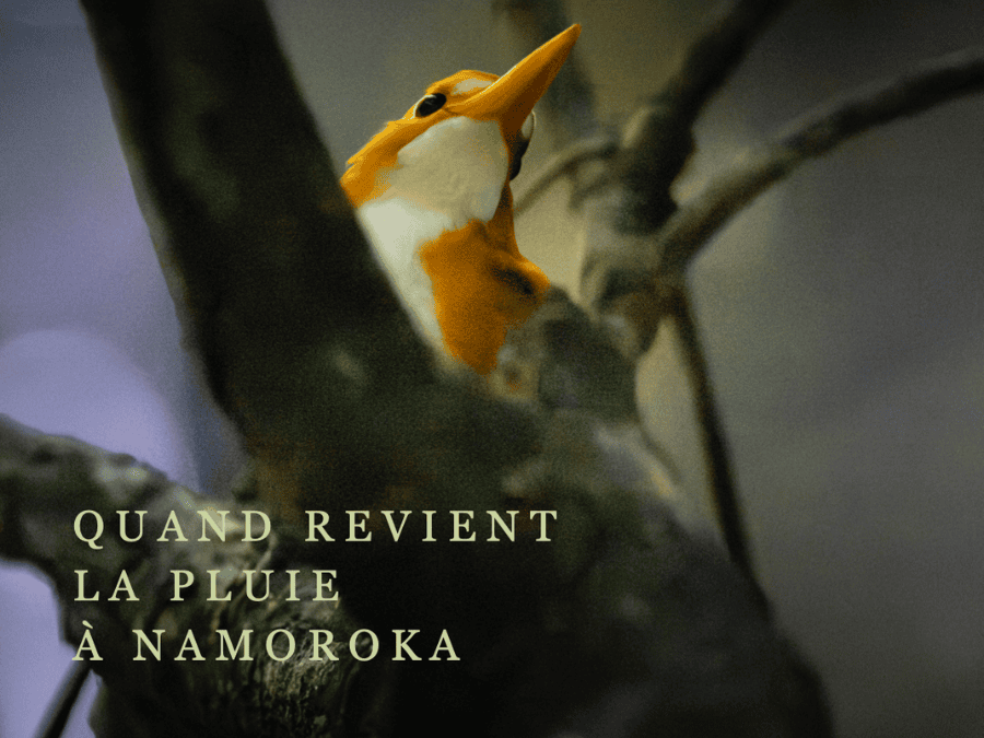 Quand revient la pluie à Namoroka : le documentaire de l&rsquo;expédition lauréate de la Bourse SEF-Iris 2024