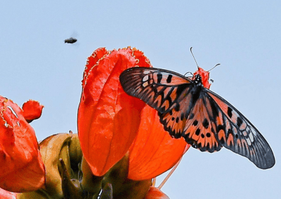 Bourse SEF-IRIS 2026 : À la recherche de Papilio antimachus, le plus grand papillon de jour d’Afrique – ADELIA